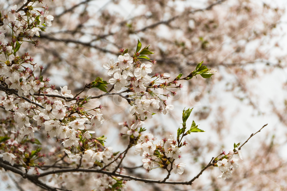 벚꽃,꽃,벚꽃나무,벚꽃축제,벚꽃앤딩,봄,spring,season,식물,나무,plants,nature,flower,trees,wood
