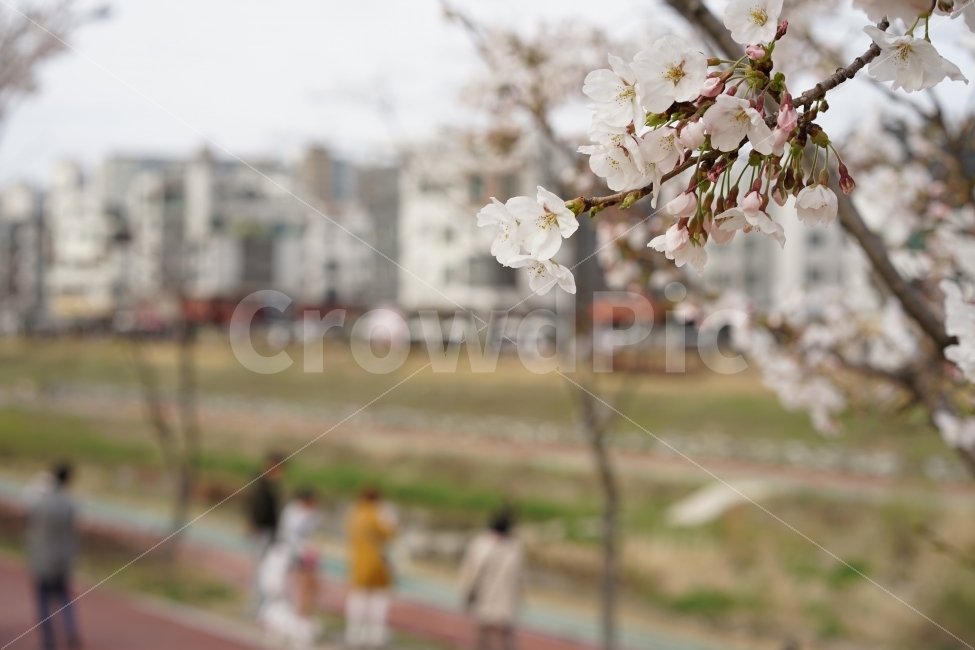봄,벚꽃,화이트,나들이,산책,봄날,식물,화사,만개,4월,봄볕,햇살,하늘,꽃,식물,자연,plants,nature,봄,계절,spring,season,꽃,flower,plant