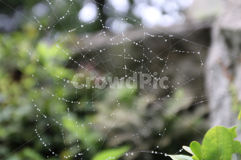 자연,감성,거미,거미줄,이슬,방울,자연,풍경,nature,landscape,감성,sensible,feeling