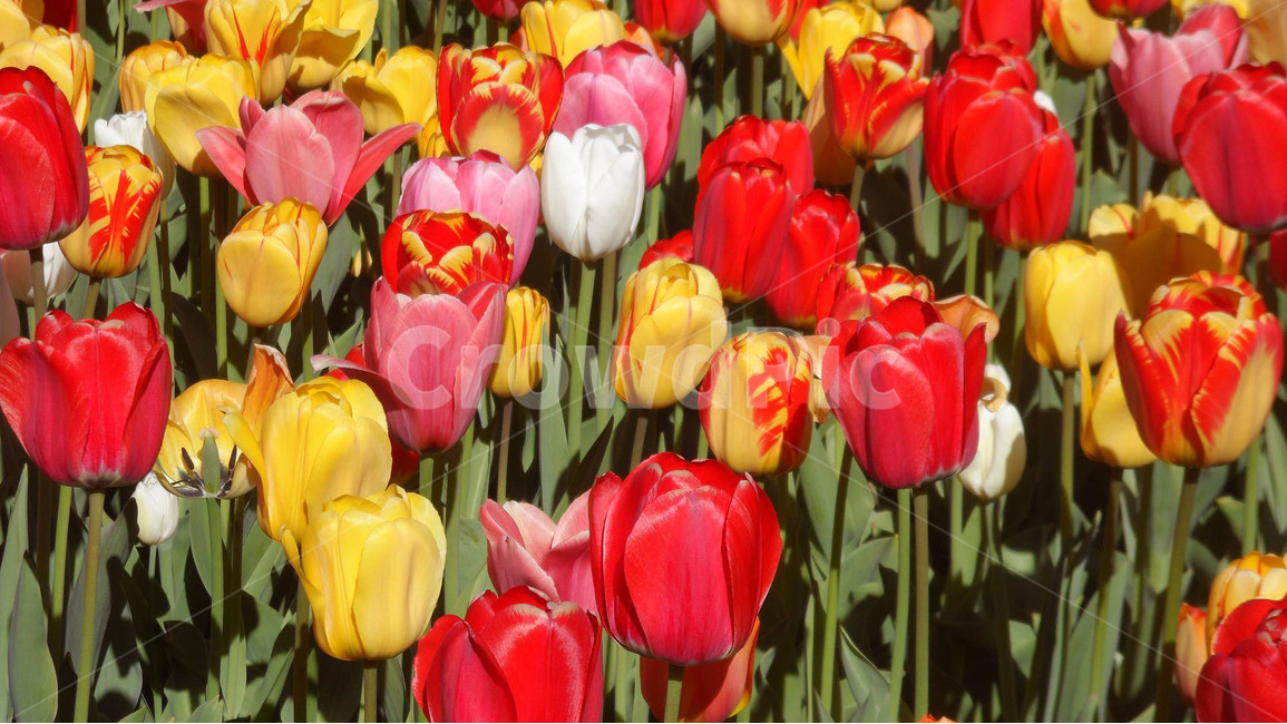 봄,튤립,공원,꽃,꽃밭,빨강,노랑,Flower,Tulip,식물,plant,Park,Spring,봄날,봄,계절,spring,season,식물,자연,plants,nature,꽃,flower,blossom