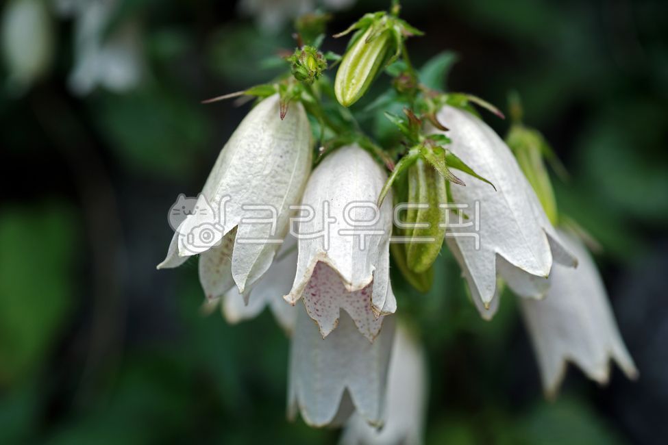 spottedbellflower,campanulaceae,Campanula Cherry Bell,Campanula,season,ornamental,summer,bellflower