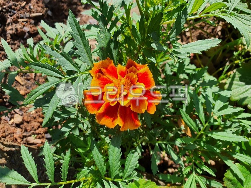 flower,꽃,식물,메리골드,여름식물,플라워,메리골드차