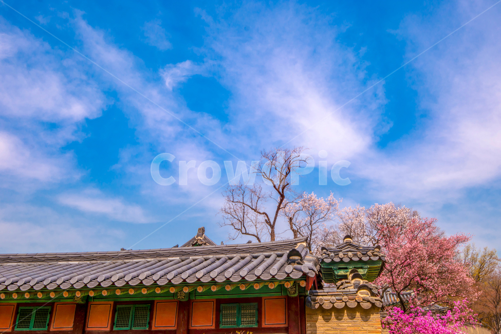 고궁,창덕궁,벚꽃,살구꽃,서울,봄,화려함,한국전통,한국문화,korean traditional,korean culture,건축물,건물외관,exterior,building,structure,architecture,construction