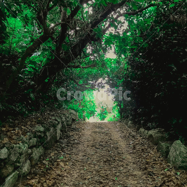 숲,숲속,돌길,흙길,자연,자연,풍경,nature,landscape,gravel,자갈,road,도로,dirt road,ground,바닥