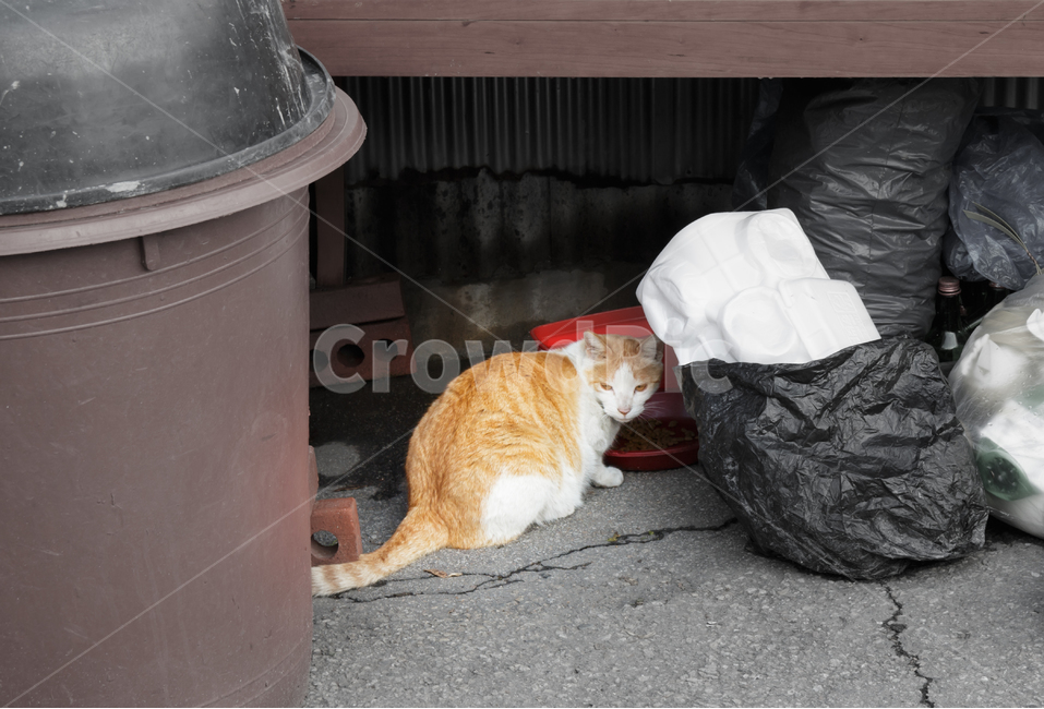 도둑고양이,길고양이,고양이,길냥이,쓰레기,더러운,동물,식사,쓰레기봉투,쓰레기봉지,시선,응시하는,매서운,눈매,경계하는,사료,동물,animal,포유류,mammal,고양이,cat,kitten,kitty