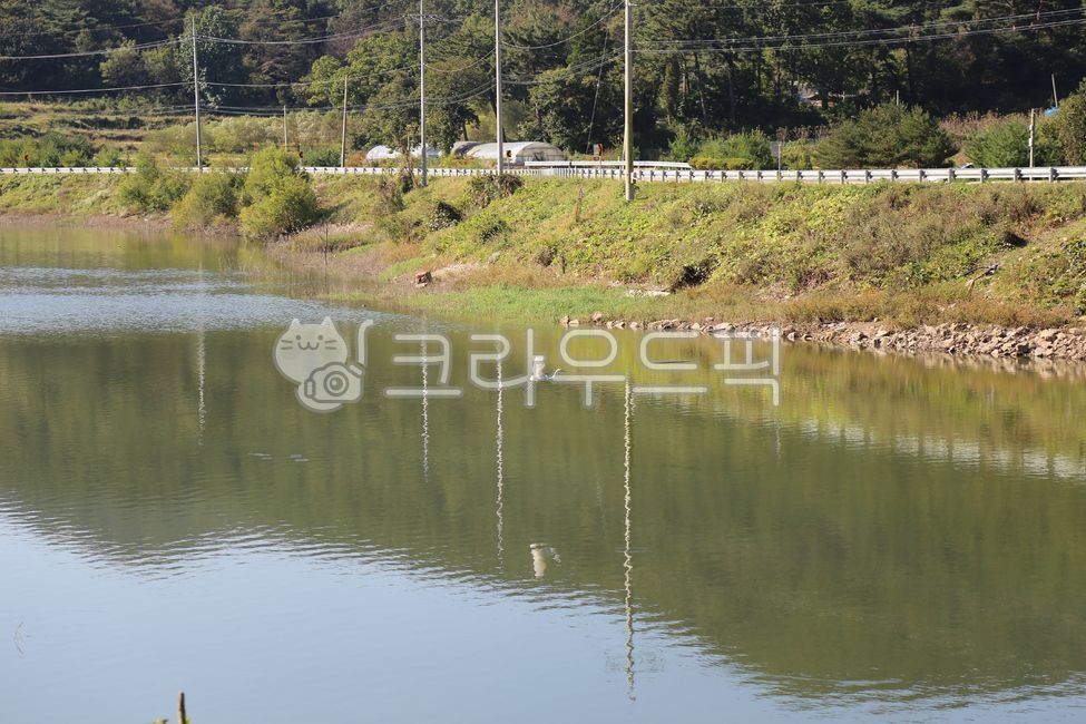 egret,nature,Bongrim Reservoir,sight,Reservoir,Yesangun,Chungcheongnamdo,water