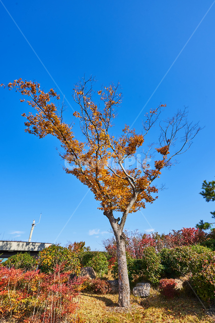 순천만국가정원,풍경,순천만정원,순천,나무,가을,계절,fall,autumn,season,tree,plant,식물,tree trunk,나무 줄기