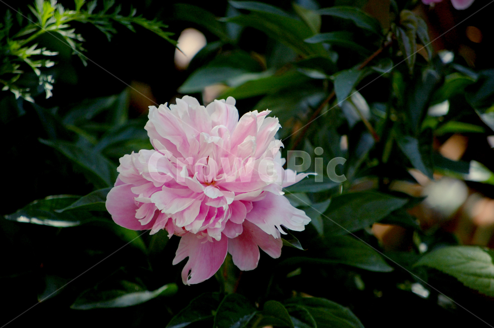 분홍,꽃,작약,peony,한송이,분홍색,작약꽃,식물,자연,plants,nature,꽃,flower