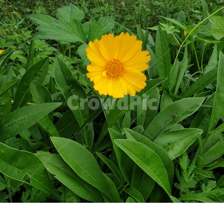자연,꽃,들,가을,식물,flower,식물,자연,plants,nature,꽃,flower