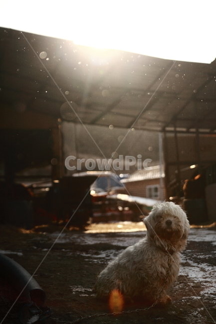 삽살개,강아지,개,눈내리는날,집지키는개,dog,puppy,snowy