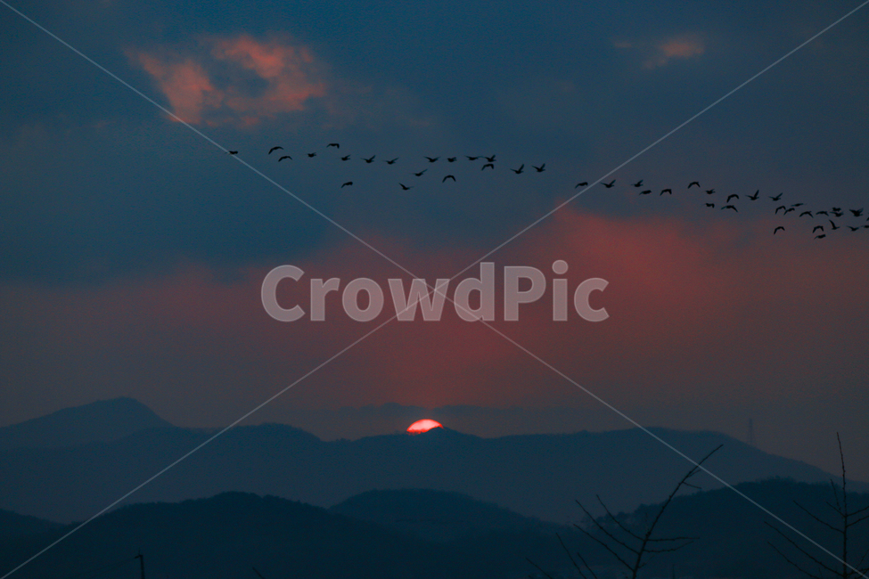 bird,새,석양,sunset,노을,풍경,산,철새,저녁노을,저녁,겨울,자연,풍경,nature,landscape