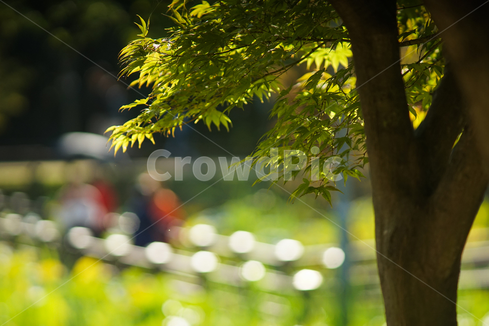 산책,나들이,양산,데크,가을,공원,나무,행인,단풍나무,식물,자연,plants,nature,나무,trees,wood