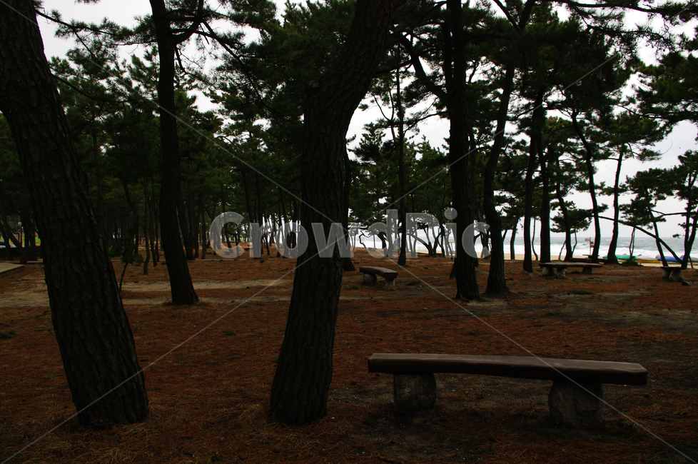 소나무,숲,솔잎,나무,식물,풍경,의자,자연,풍경,nature,landscape,tree,plant,bench,벤치,tree trunk,나무 줄기