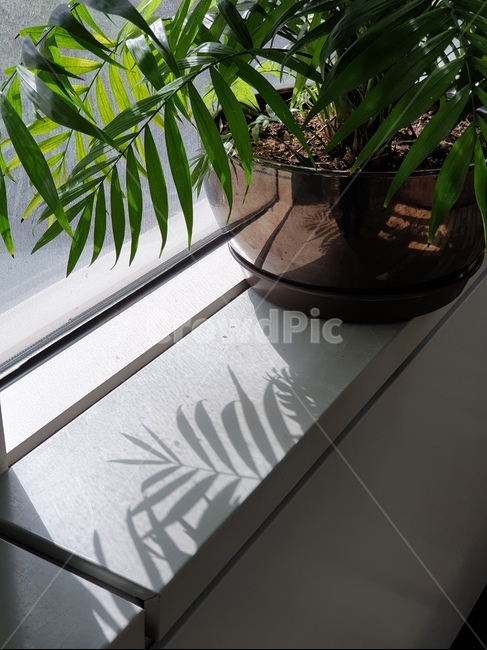 그림자,화초,창가,sunshine,감성사진,shadow,봄햇살,햇빛,plant,실내용화초,화분,화초,house plant