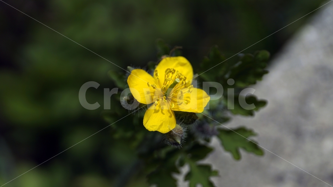 봄,꽃,플라워,spring,flower,봄꽃,식물,자연,이파리,풀,산,산속,산길,산책,산보,4월,화단,꽃밭,nature,april,환경,꽃잎,노란꽃,노랑꽃,꽃다지,꽃이피다,꽃이피었다,꽃사진,식물,자연,plants,nature,꽃,flower