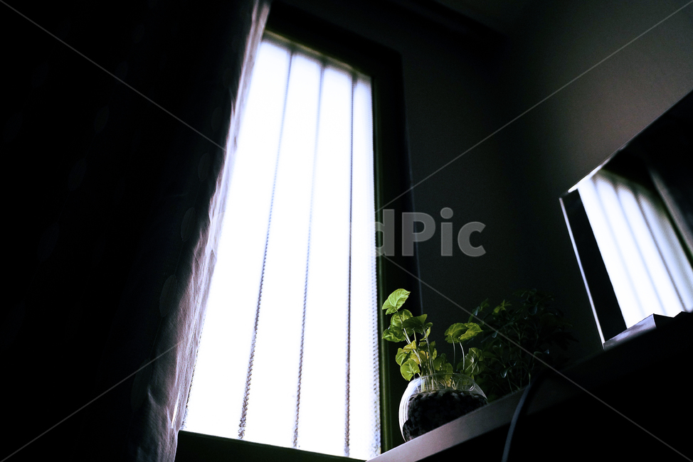 창,창가,창문,window,빛,어둠,식물,화분