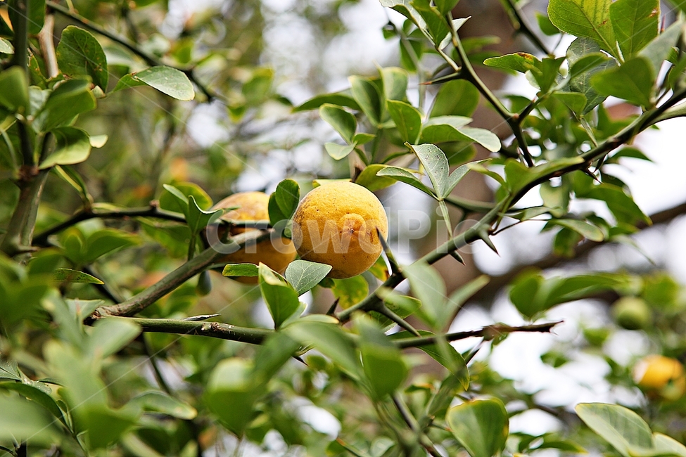 탱자,약용,노랑,과실,가시,침,식물,자연,잎,농업,농사,농촌,과일,열매,fruit