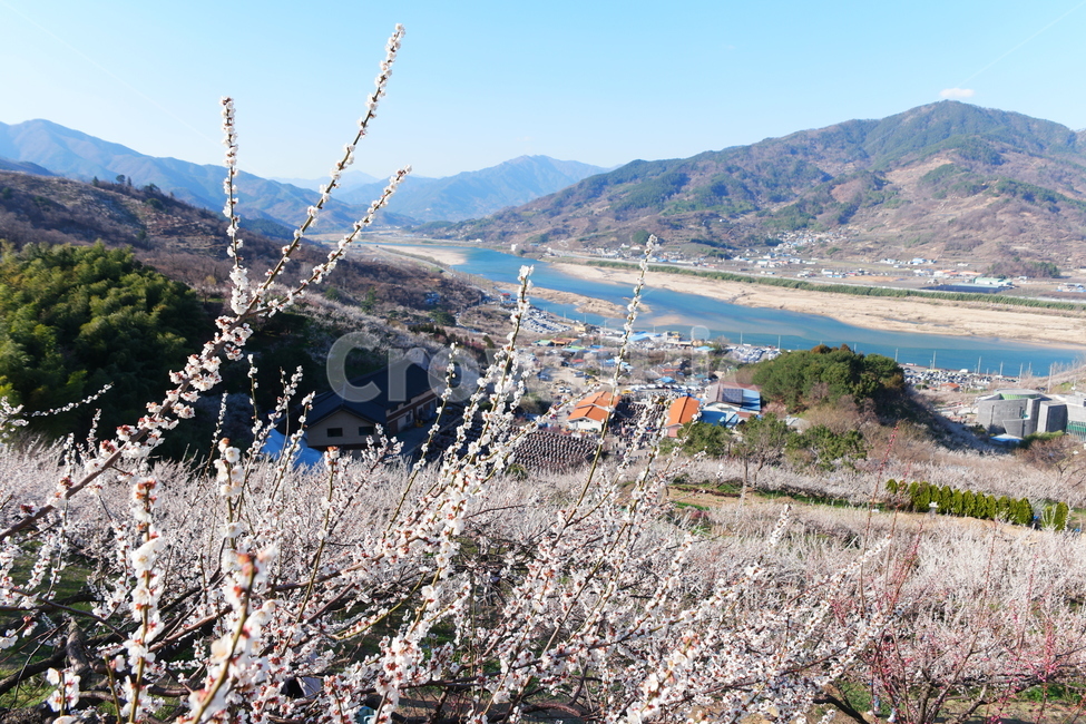 섬진강,강,봄,강줄기,물,자연,nature,water,맑음,매화,매화마을,매화꽃,하얀꽃,흰꽃,풍경,마을