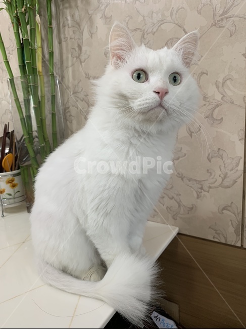 고양이,터키쉬앙고라,하얀고양이,cat,turkishangora,whitecat,초록눈고양이,greeneyedcat,동물,animal,포유류,mammal,고양이,cat,kitten,kitty