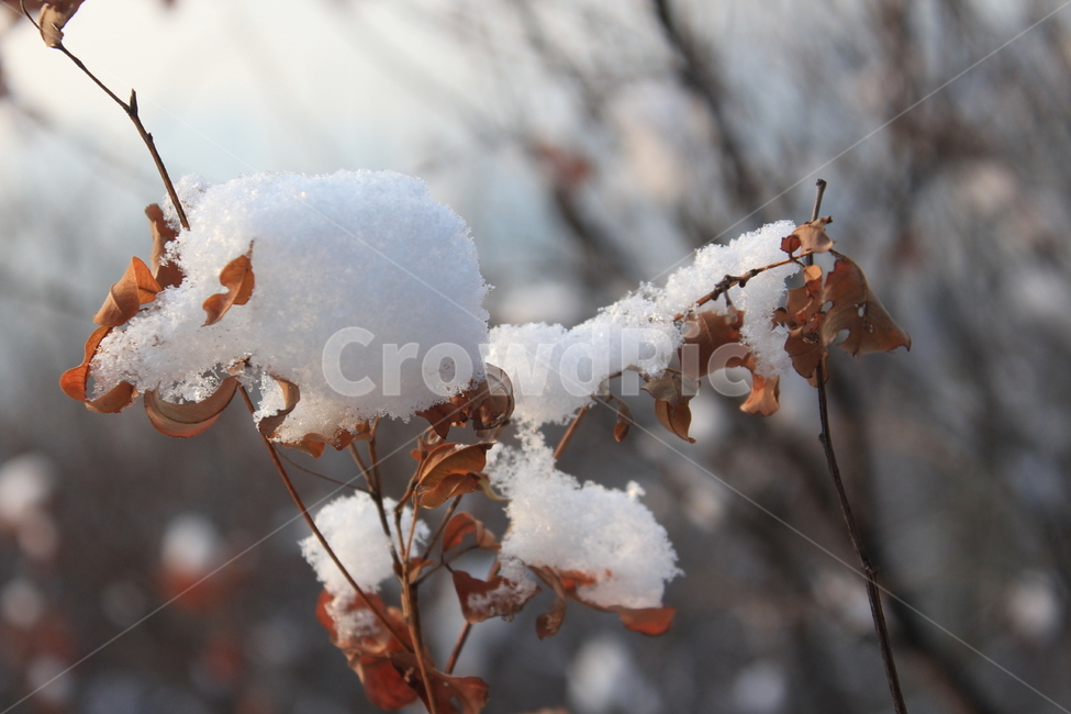 겨울,눈,강아지모습,나무,겨울산,겨울나무,겨울,계절,winter,season