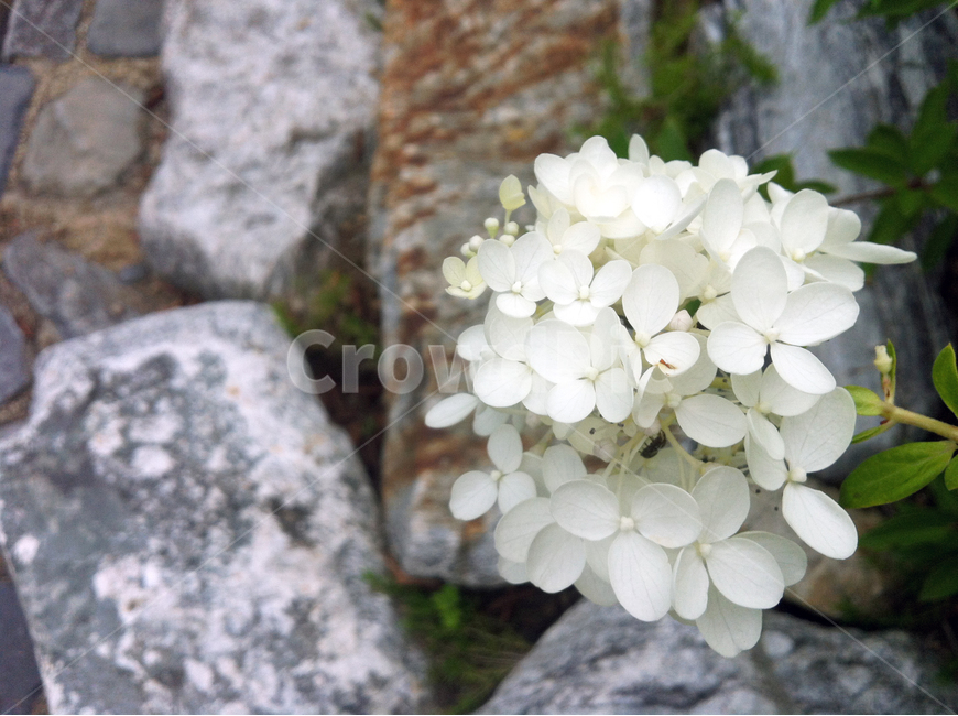 꽃,잎사귀,바위,봄,가지,정원,tree,flower,garden,spring,식물,자연,plants,nature,꽃,flower