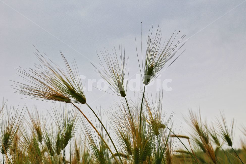 보리,청보리,청보리수확,청보리재배,하늘보리,식물,자연,plants,nature