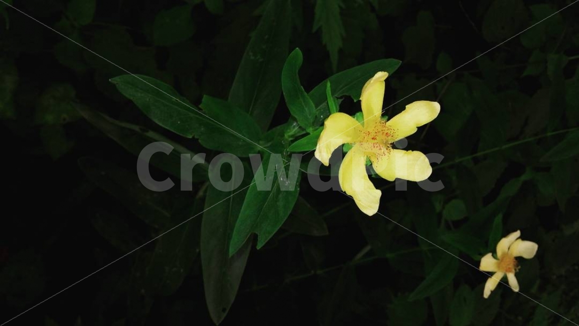 꽃,자연,노랑,여행,바람개비,식물,자연,plants,nature,꽃,flower