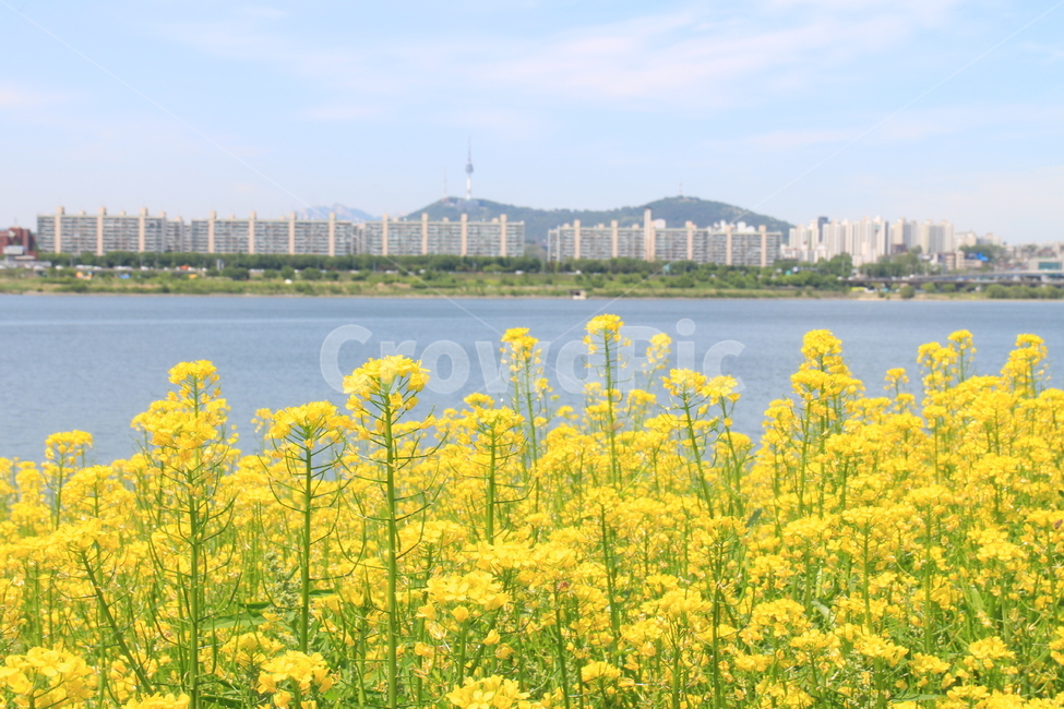 반포한강공원,유채꽃,서래섬,한강,남산타워,koreanlandscape