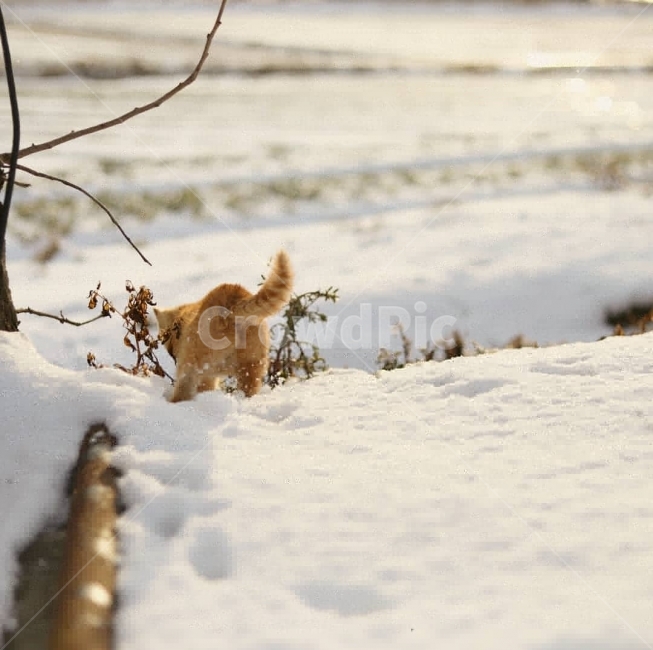 동물,고양이,야옹이,캐논사진,빛모아농원,궁댕이아기,다니,겨울,계절,winter,season,동물,animal,포유류,mammal,고양이,cat,kitten,kitty
