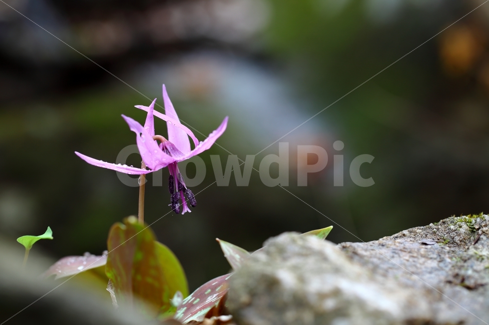 야생화,바탕화면,꽃,얼레지,사진,식물,자연,plants,nature,꽃,flower