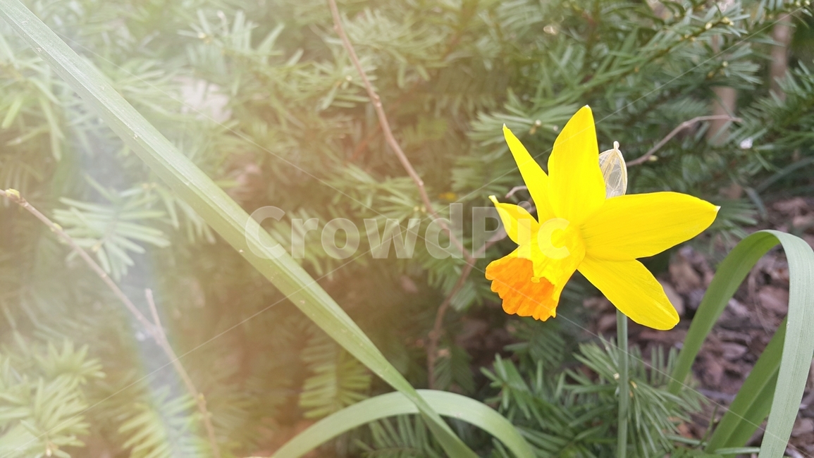plant,식물,빛,노란꽃,봄,flower,bloom,식물,자연,plants,nature,꽃,flower
