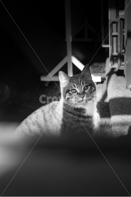 고양이,옆모습,동물,흑백,줄무늬고양이,cat,animal,정면샷,동물,animal,고양이,cat,kitten,kitty,흑백,모노톤,monochrome,black and white