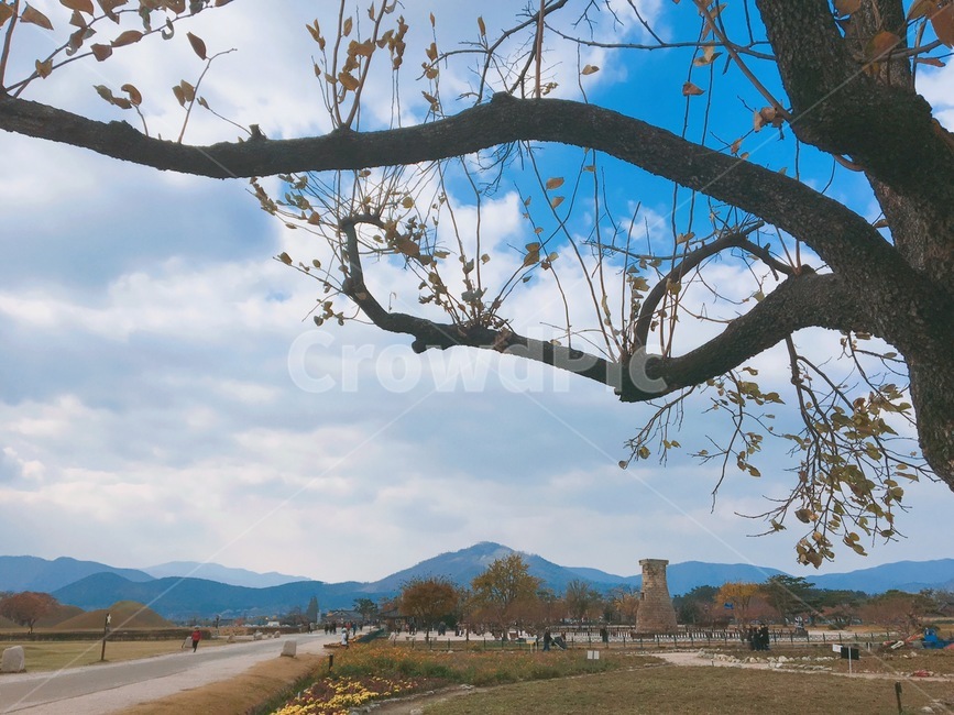 첨성대,구름,산,treetrunk,나무,tree,식물,plant