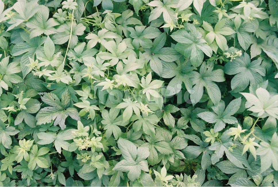 자연,풍경,감성사진,필름,필름사진,잡초,수상식물,풀,자연사진,식물,자연,plants,nature