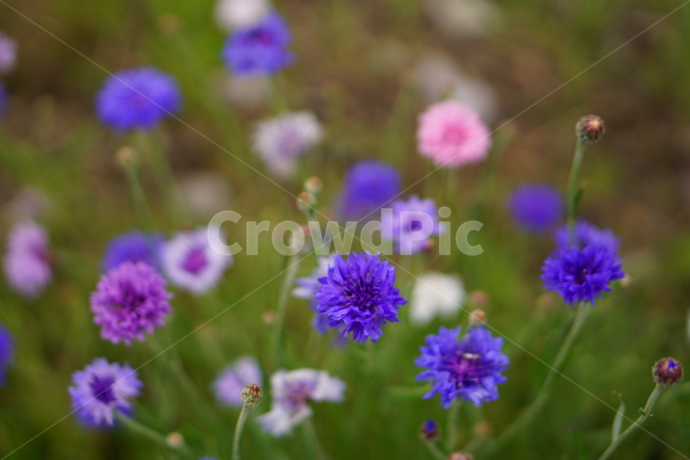 들꽃,파란꽃,자연,식물,꽃,식물,자연,plants,nature,꽃,flower