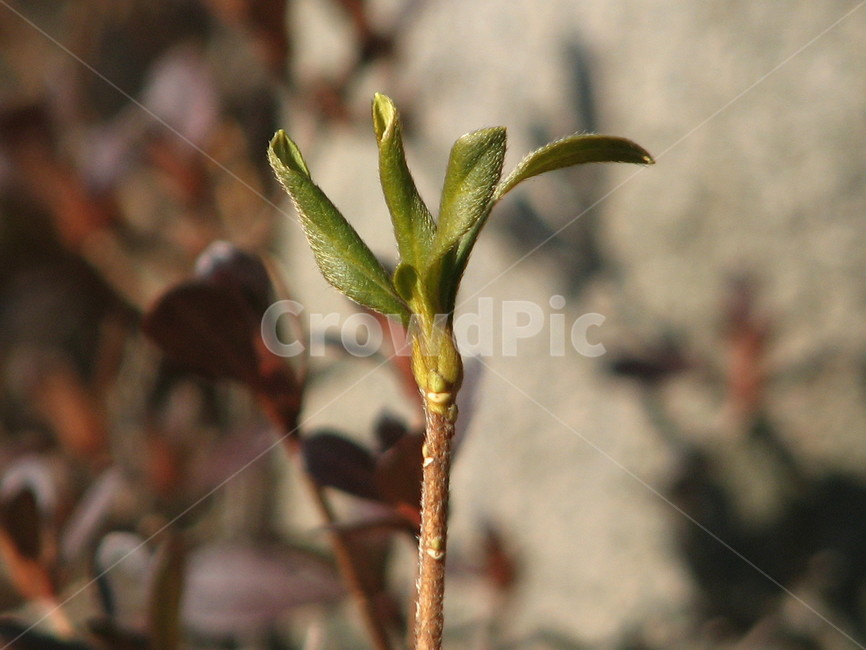 plant,식물,잔디,gress,lawn