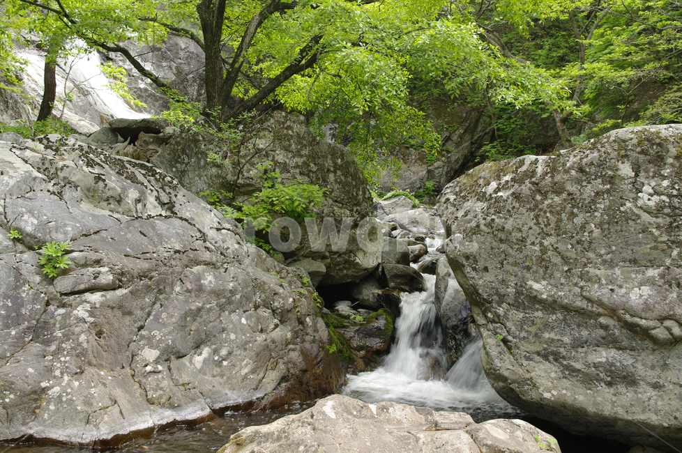 바위,폭포,나무,초록,냇물,자연,풍경,nature,landscape,water,물,outdoors,옥외,river,강