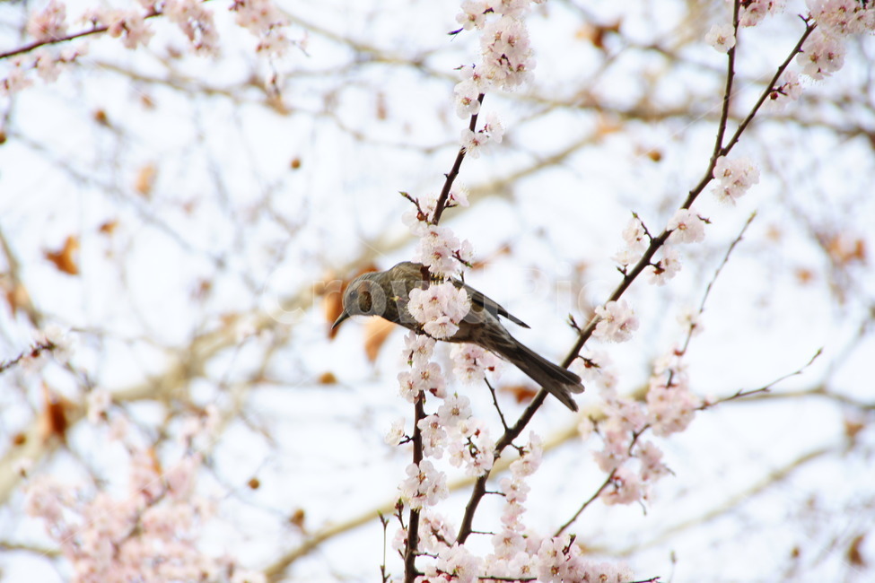 봄,새,조류,나무,휴식,동물,animal,조류,새,birds
