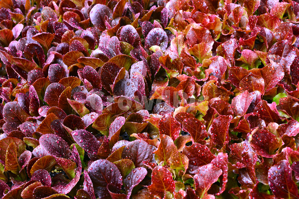 채소,야채,쌈채소,방풍나물,봄나물,음식,식재료,food,green,fresh,신선한,싱싱한,plant,건강식품,푸성귀,건강식,vegetable,상추,적상추,채소밭,어린,이슬,물방울,식물,자연,plants,nature,음식,식재료,요리,food,cook,meal,dishes,food reserves,채소,야채,vegetables