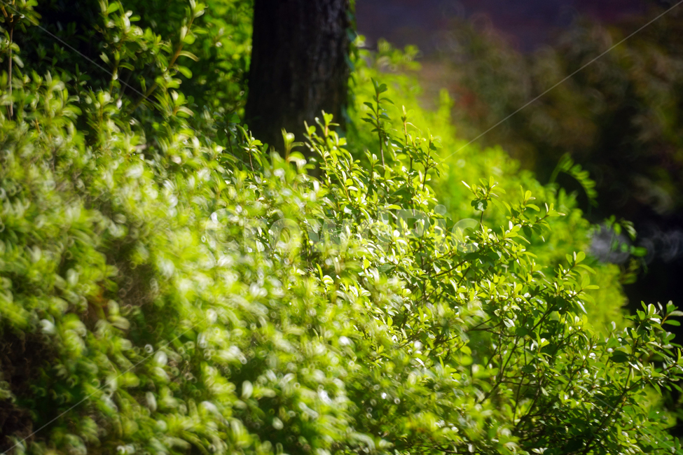 잎,나뭇잎,녹음,계절,여름,식물,자연,그린,식물,자연,plants,nature