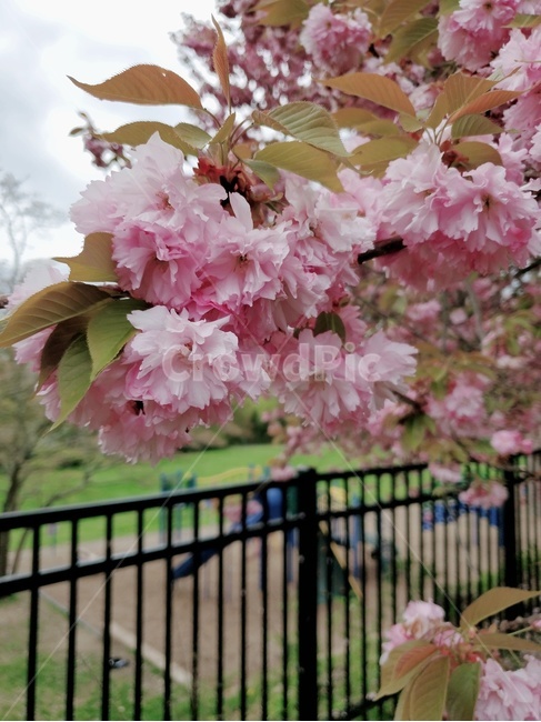 plant,식물,꽃,벚꽃,cherryblossom,flower,pink,분홍