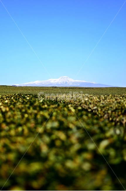 녹차밭,오설록,녹차,한라산,자연,풍경,하늘,색감,자연,풍경,nature,landscape,한국자연풍경,한국자연경관,korea nature landscape,제주도,jeju,jeju island