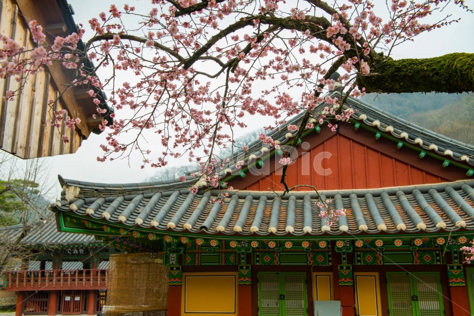 고불매,매화,백양사,홍매,매화꽃,꽃,봄,봄,계절,spring,season,한국전통,한국문화,korean traditional,korean culture,식물,자연,plants,nature,꽃,flower,나무,trees,wood,종교,신앙,religion,belief,faith,architecture,건축물,building,건물