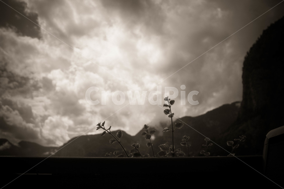 세피아,세피아톤,아련,꽃,식물,plant,하늘,sky,풍경,landscape,식물,자연,plants,nature,꽃,flower,흑백,모노톤,monochrome,black and white