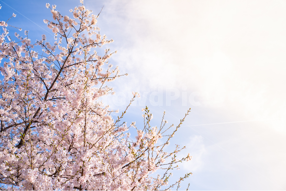 꽃,벚꽃,하늘,봄,구름,flower,blossom,sky,spring,cloud,nature,자연