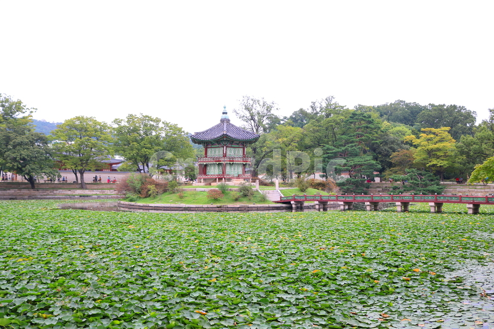 경복궁,팔각정,연못,광화문,나무,연잎,물,서울,한국전통,한국문화,korean traditional,korean culture,랜드마크,landmark,tourist attraction,한국랜드마크,한국관광지,한국명소,korea landmark,korea tourist attraction