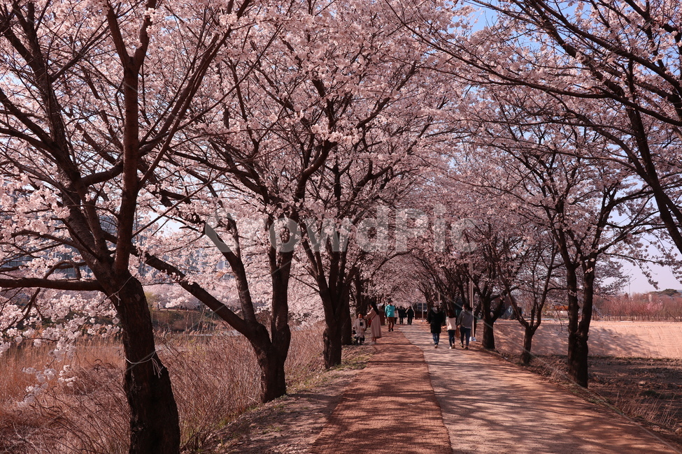 벚꽃,봄,벚꽃축제,황구지천,수원,꽃길,공원,식물,자연,plants,nature,꽃,flower