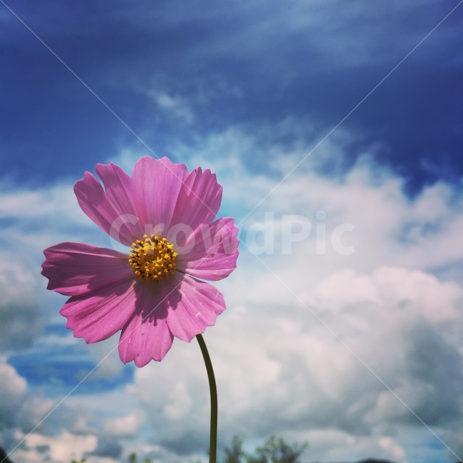 꽃,코스모스,가을,하늘,구름,가을,계절,fall,autumn,season,식물,자연,plants,nature,꽃,flower,plant