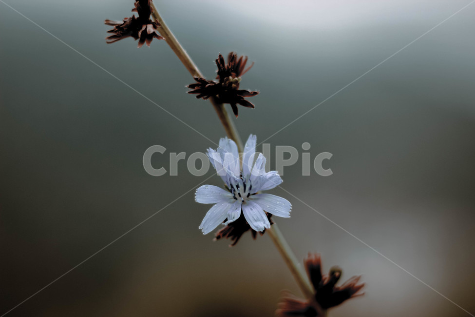 plant,식물,화분,꽃,flower,nature,자연