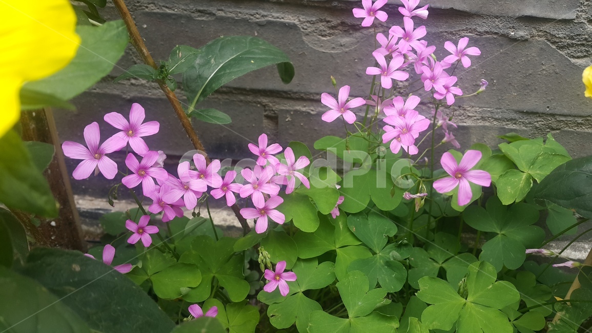 꽃,계절,식물,컬러,핑크,pink,flower,plant,season,분홍색,여름